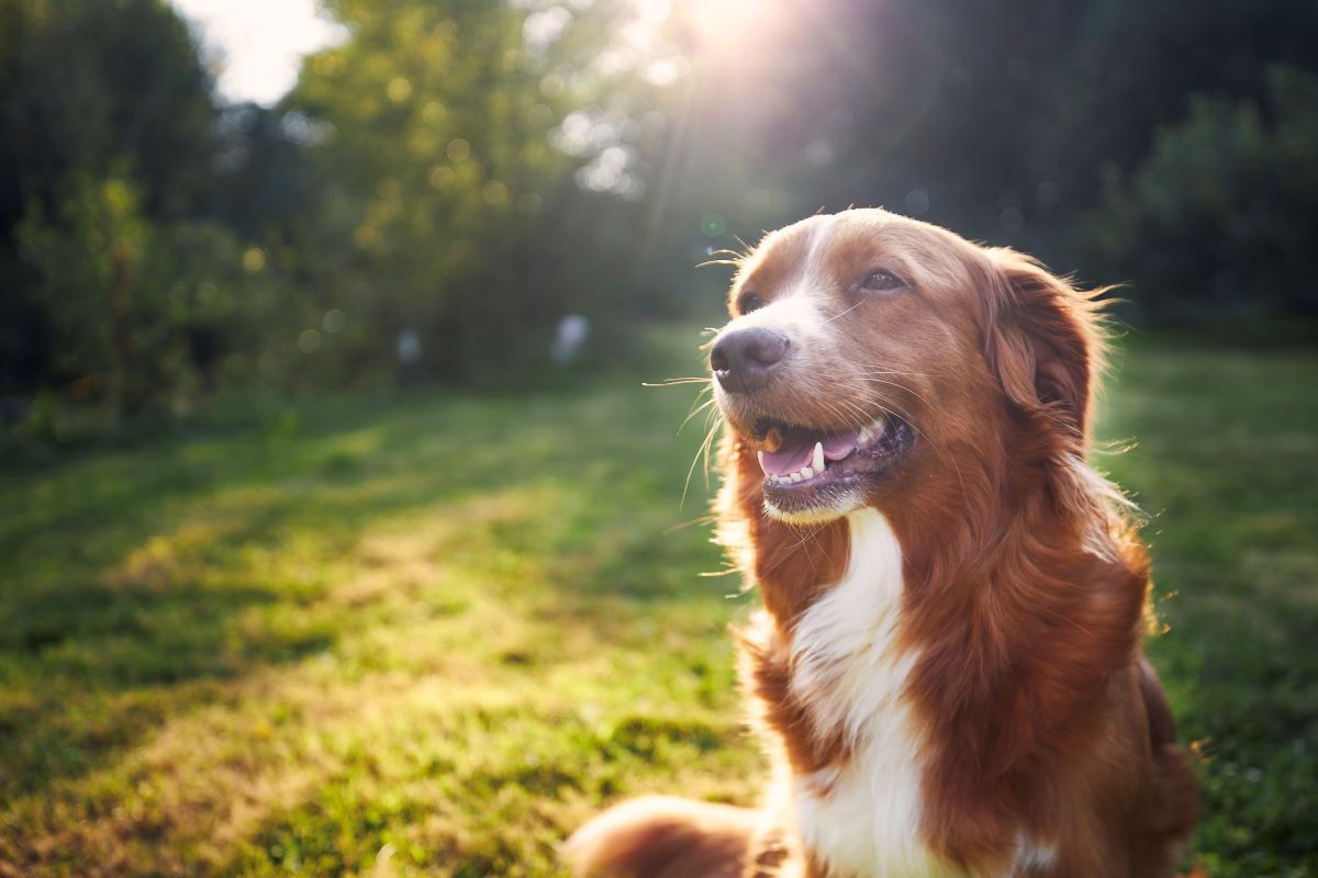 Hund vermisst Lüchow-Dannenberg - Erste Schritte zur Suche