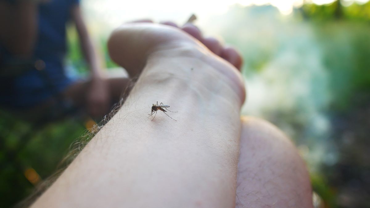 Insektenstiche in Lüchow-Dannenberg: Erste Hilfe und richtig
