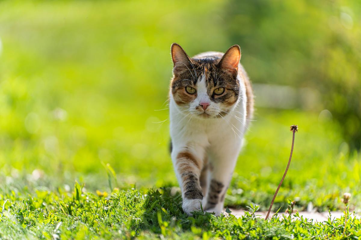 Katze freilaufend in Lüchow-Dannenberg: Rechte und Pflichten