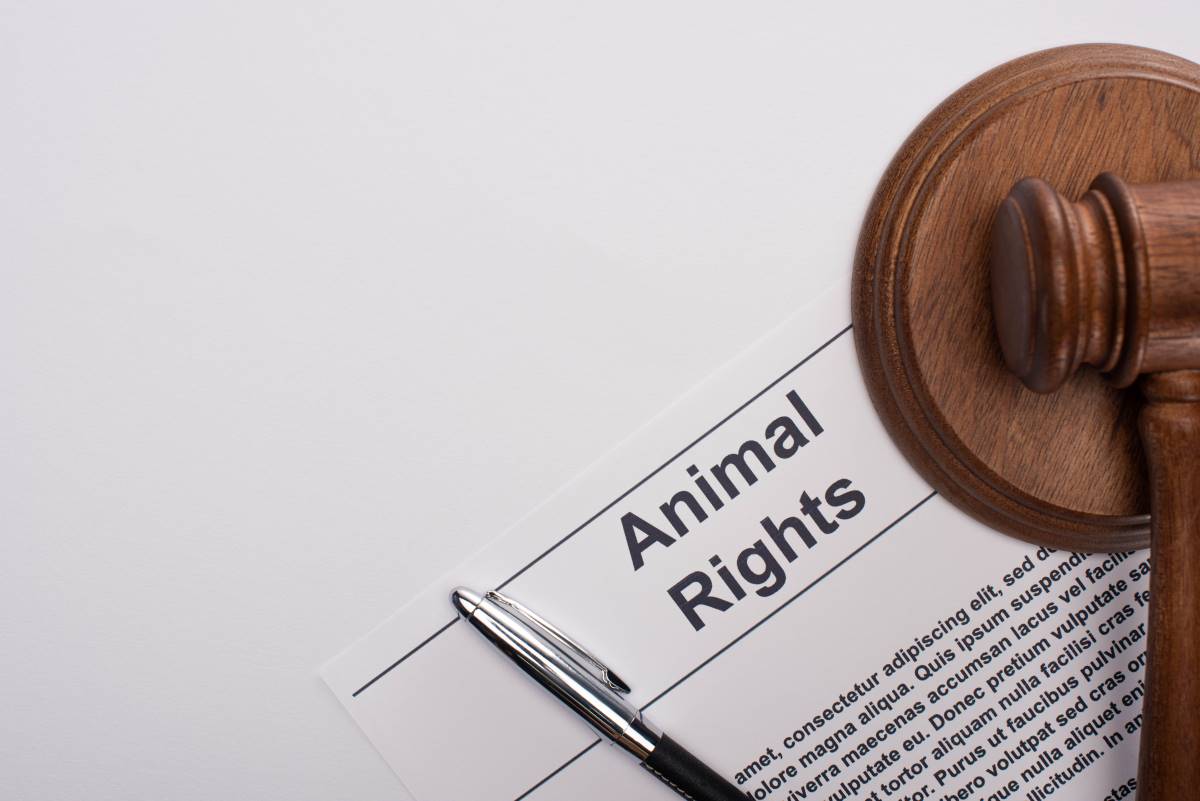 Petition starten in Lüchow-Dannenberg — Schritt für Schritt 