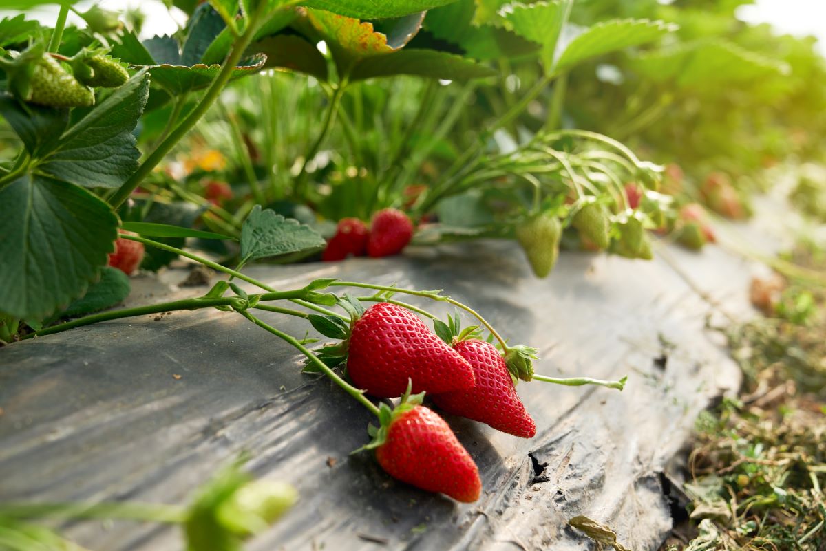 Selbsterntefelder in Lüchow-Dannenberg: Frisches Obst und Ge