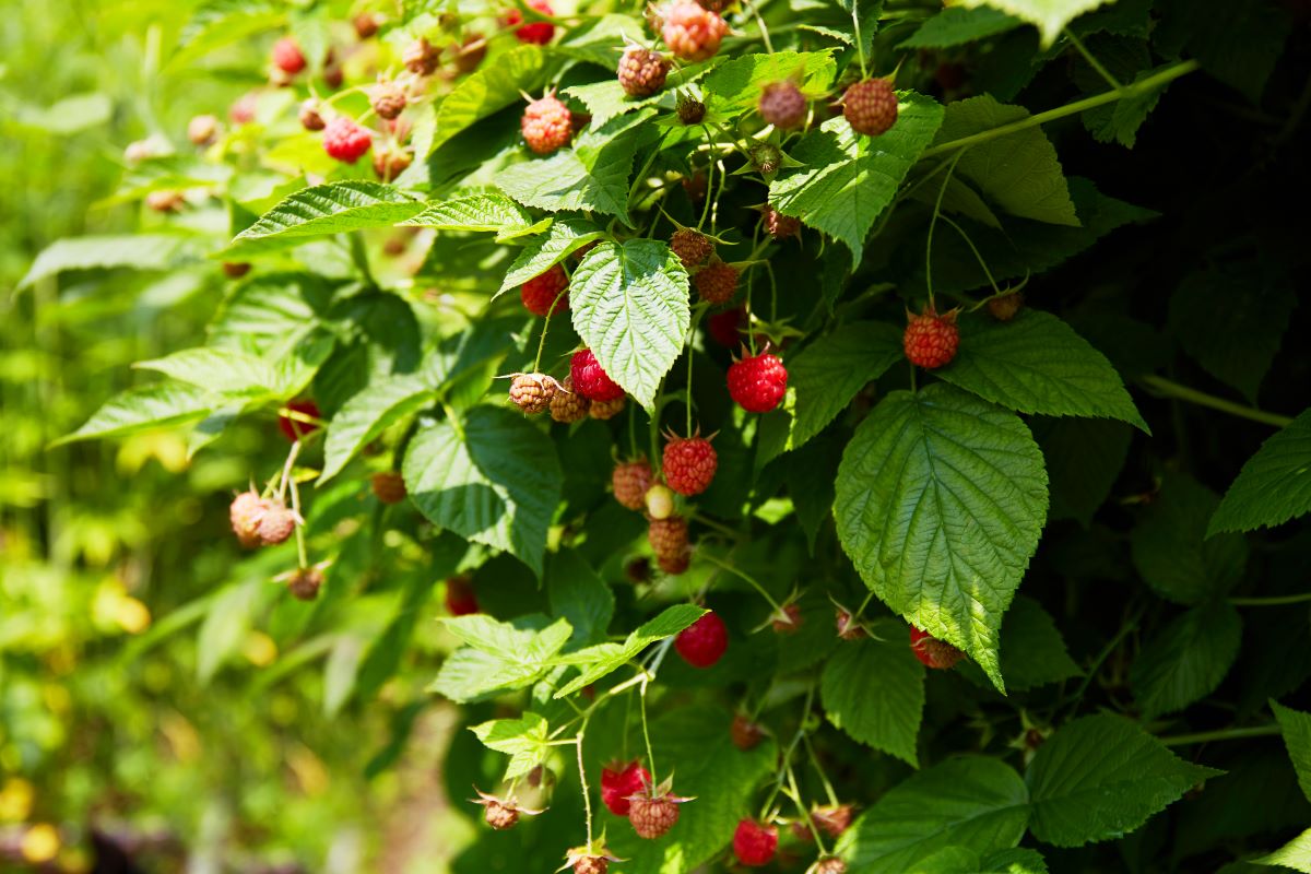 Streuobstwiese mit Hecke einfrieden in Lüchow-Dannenberg — w