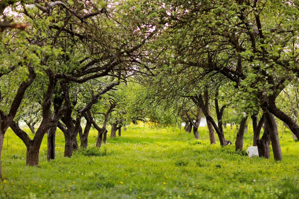 Streuobstwiese kaufen in Lüchow-Dannenberg: Lohnt sich die I