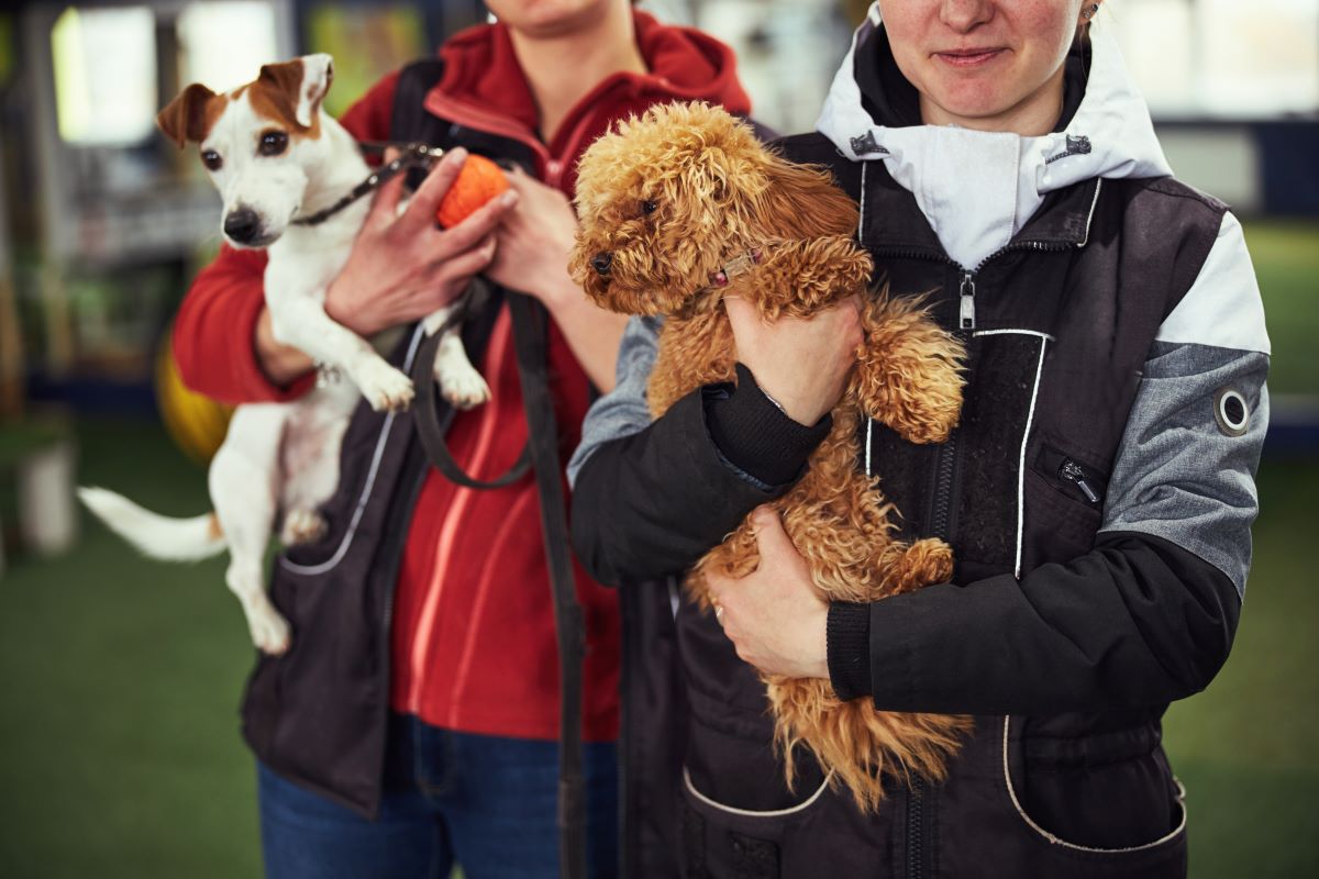 Tier adoptieren in Lüchow-Dannenberg – Statt kaufen retten!